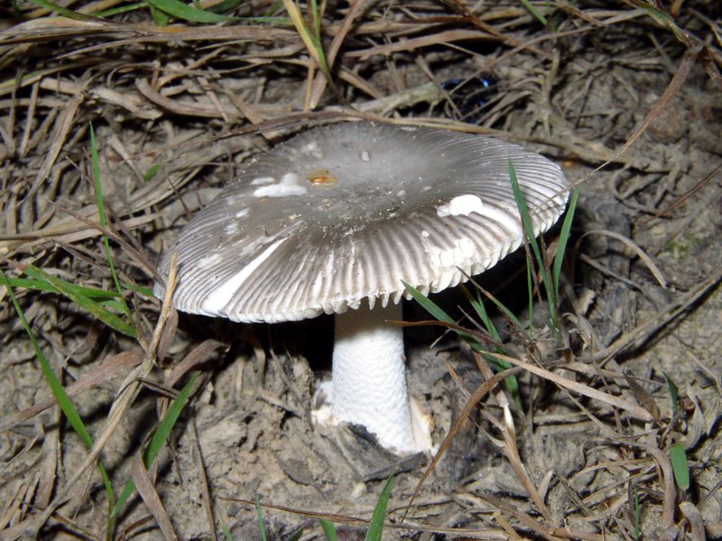 Amanita Argentea 02